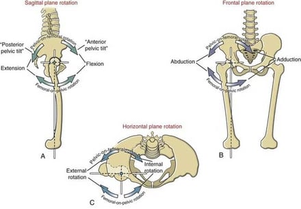 Hip Internal Rotation – Manipulating Joints Above and Below – POST  COMPETITIVE INSIGHT